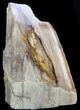 Polished Petrified Wood Section - Oregon #36627-2